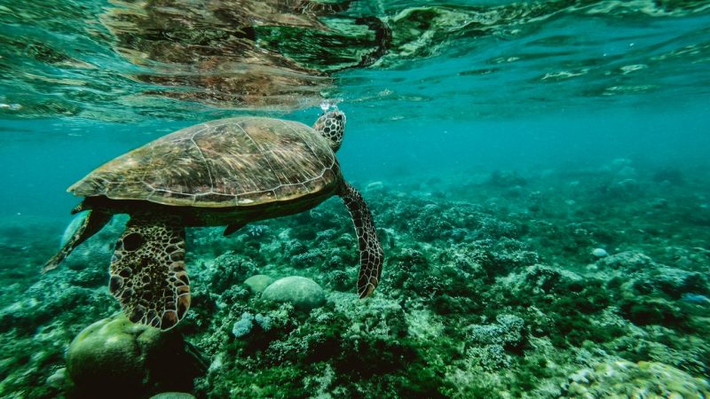 Beautiful shot of turtle underwater