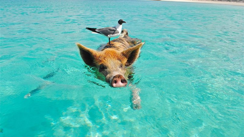 Bird on the back of a pig swimming on the beach